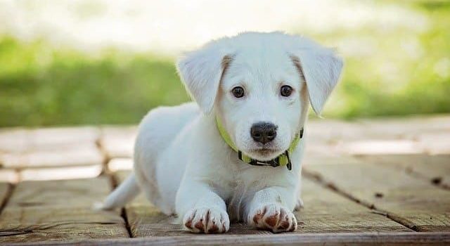 As 8 raças de cachorros mais bonitas do mundo