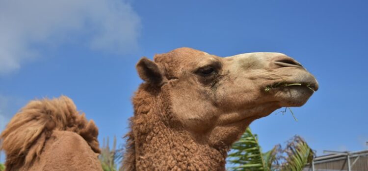 Qual o número do camelo no jogo do bicho?
